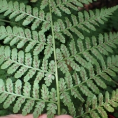 Diplazium australe (Austral Lady Fern) at Currowan, NSW - 15 Apr 2024 by plants