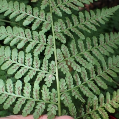 Diplazium australe (Austral Lady Fern) at Currowan State Forest - 15 Apr 2024 by plants