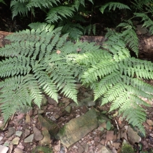 Diplazium australe at Currowan State Forest - suppressed