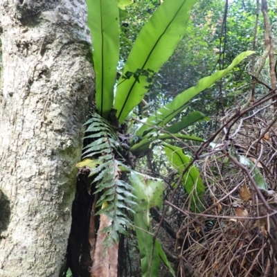 Asplenium australasicum (Bird's Nest Fern, Crow's Nest Fern) at Currowan State Forest - 15 Apr 2024 by plants