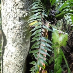 Asplenium polyodon (Willow Spleenwort) at Currowan State Forest - 15 Apr 2024 by plants