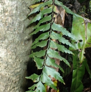 Asplenium polyodon at Currowan State Forest - 15 Apr 2024 10:37 AM