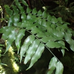 Arthropteris tenella (Climbing Fern) at Currowan State Forest - 15 Apr 2024 by plants