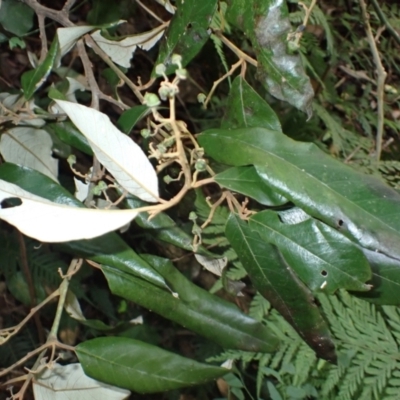 Alphitonia excelsa at Currowan, NSW - 15 Apr 2024 by plants