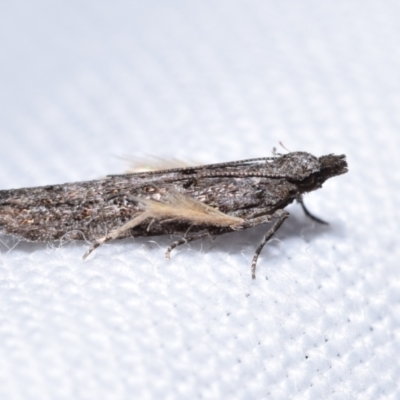 Unidentified Pyralid or Snout Moth (Pyralidae & Crambidae) at QPRC LGA - 14 Apr 2024 by DianneClarke