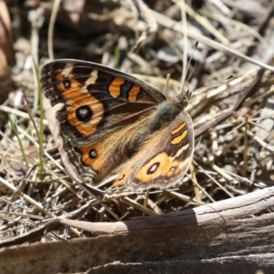 Junonia villida (Meadow Argus) at Greenway, ACT - 15 Apr 2024 by RodDeb