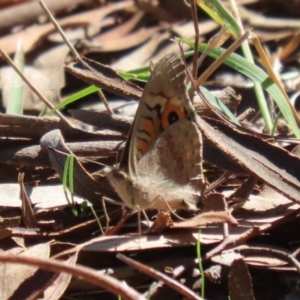 Junonia villida at Lake Tuggeranong - 15 Apr 2024 12:57 PM