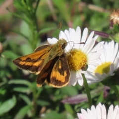 Ocybadistes walkeri (Green Grass-dart) at Greenway, ACT - 15 Apr 2024 by RodDeb