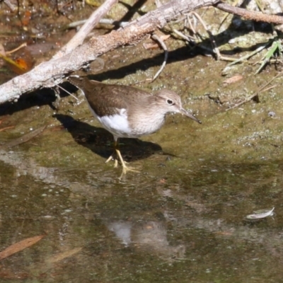 Actitis hypoleucos (Common Sandpiper) at Greenway, ACT - 15 Apr 2024 by RodDeb