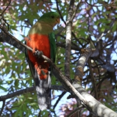 Alisterus scapularis (Australian King-Parrot) at Greenway, ACT - 15 Apr 2024 by RodDeb