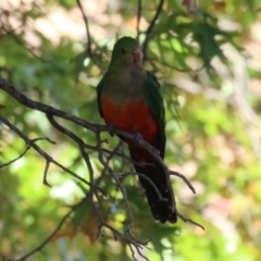 Alisterus scapularis at Lake Tuggeranong - 15 Apr 2024