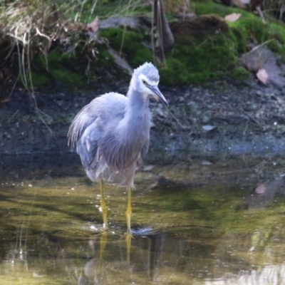 Egretta novaehollandiae (White-faced Heron) at Greenway, ACT - 15 Apr 2024 by RodDeb