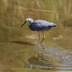 Egretta novaehollandiae at Lake Tuggeranong - 15 Apr 2024 02:03 PM