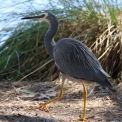 Egretta novaehollandiae at Lake Tuggeranong - 15 Apr 2024 02:03 PM