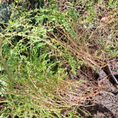 Dysphania pumilio (Small Crumbweed) at Mount Majura - 15 Apr 2024 by abread111