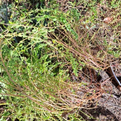 Dysphania pumilio (Small Crumbweed) at Watson, ACT - 15 Apr 2024 by abread111