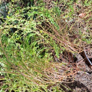 Dysphania pumilio (Small Crumbweed) at Mount Majura by abread111