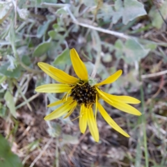 Arctotheca calendula at Mount Majura - 15 Apr 2024