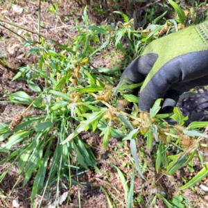 Xanthium spinosum at Mount Majura - 15 Apr 2024