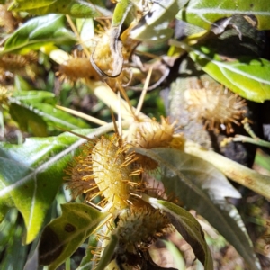 Xanthium spinosum at Mount Majura - 15 Apr 2024