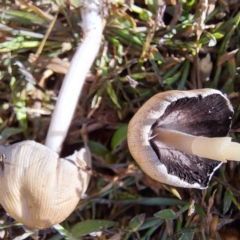 Coprinellus etc. (An Inkcap) at Watson, ACT - 15 Apr 2024 by abread111