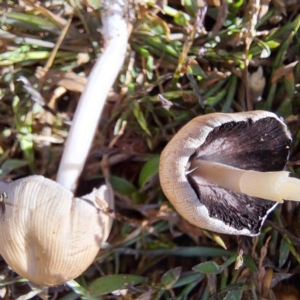 Coprinellus etc. at Watson, ACT - 15 Apr 2024