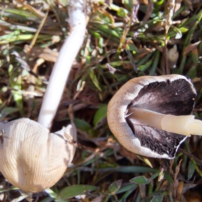 Unidentified Cap on a stem; gills below cap [mushrooms or mushroom-like] at Watson, ACT - 15 Apr 2024 by abread111