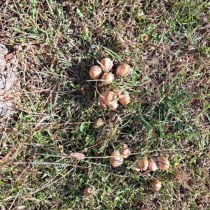 Coprinellus etc. at Watson, ACT - 15 Apr 2024 03:40 PM