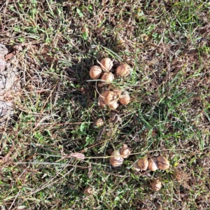Coprinellus etc. at Watson, ACT - 15 Apr 2024