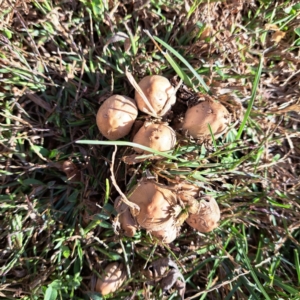 Coprinellus etc. at Watson, ACT - 15 Apr 2024