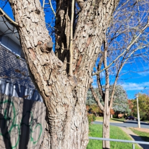 Crataegus monogyna at Watson, ACT - 15 Apr 2024