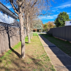 Crataegus monogyna at Watson, ACT - 15 Apr 2024