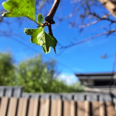 Crataegus monogyna at Watson, ACT - 15 Apr 2024 03:41 PM