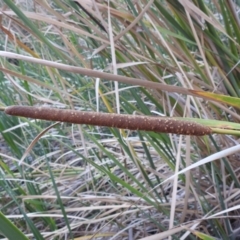 Typha domingensis (Bullrush) at Lions Youth Haven - Westwood Farm A.C.T. - 12 Apr 2024 by HelenCross