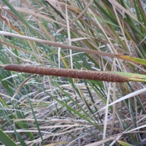 Typha domingensis at Lions Youth Haven - Westwood Farm A.C.T. - 12 Apr 2024 05:02 PM