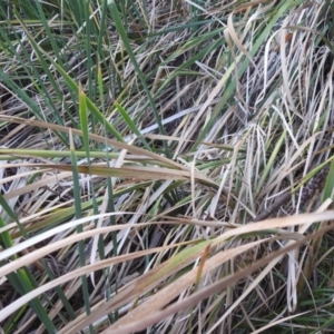 Typha domingensis at Lions Youth Haven - Westwood Farm A.C.T. - 12 Apr 2024 05:02 PM