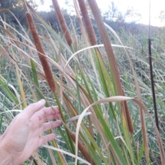 Typha domingensis at Lions Youth Haven - Westwood Farm A.C.T. - 12 Apr 2024 05:02 PM