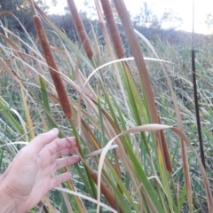 Typha domingensis at Lions Youth Haven - Westwood Farm - 12 Apr 2024