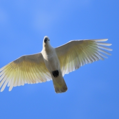 Cacatua galerita (Sulphur-crested Cockatoo) at Wollondilly Local Government Area - 14 Apr 2024 by Freebird