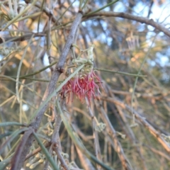 Amyema cambagei (Sheoak Mistletoe) at Lions Youth Haven - Westwood Farm - 12 Apr 2024 by HelenCross