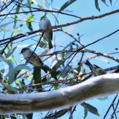 Zosterops lateralis (Silvereye) at Wingecarribee Local Government Area - 11 Apr 2024 by Freebird