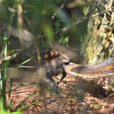 Menura novaehollandiae (Superb Lyrebird) at Fitzroy Falls, NSW - 11 Apr 2024 by Freebird