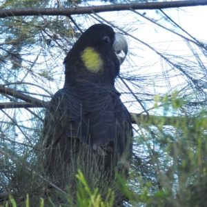 Zanda funerea (Yellow-tailed Black-Cockatoo) at ANBG by HelenCross