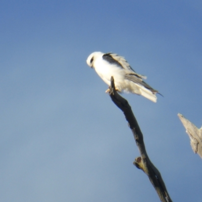 Elanus axillaris (Black-shouldered Kite) at Mount Mugga Mugga - 15 Apr 2024 by Mike