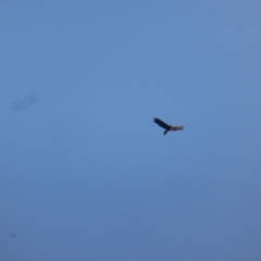 Aquila audax (Wedge-tailed Eagle) at Isaacs Ridge and Nearby - 15 Apr 2024 by Mike