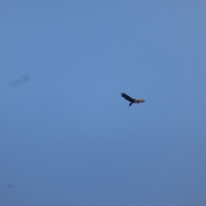 Aquila audax at Isaacs Ridge - 15 Apr 2024