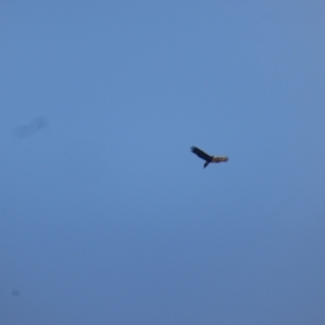 Aquila audax (Wedge-tailed Eagle) at O'Malley, ACT by Mike