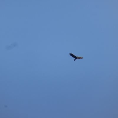 Aquila audax (Wedge-tailed Eagle) at Isaacs Ridge and Nearby - 15 Apr 2024 by Mike