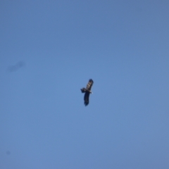 Aquila audax at Isaacs Ridge - 15 Apr 2024