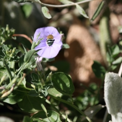 Amegilla (Zonamegilla) asserta (Blue Banded Bee) at Weston, ACT - 10 Mar 2024 by kattykat